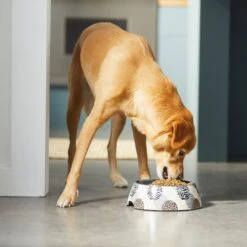 Frisco Animal Design Stainless Steel Dog & Cat Bowl -Pet Supplies Discount Store 311960 PT2. AC SS1800 V1642542990