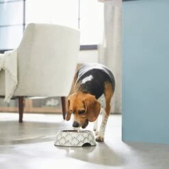 Frisco Moroccan Design Stainless Steel Dog & Cat Bowl -Pet Supplies Discount Store 311963 PT2. AC SS1800 V1642542922