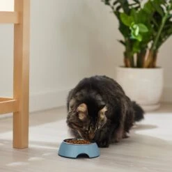 Frisco Coral Design Stainless Steel Dog & Cat Bowl -Pet Supplies Discount Store 311972 PT3. AC SS1800 V1642542435