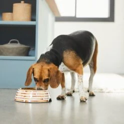 Frisco Copper Print Design Stainless Steel Dog & Cat Bowl -Pet Supplies Discount Store 311975 PT2. AC SS1800 V1642542895