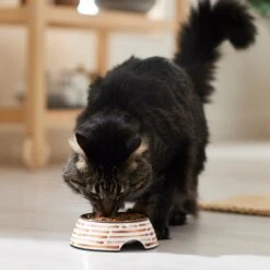 Frisco Copper Print Design Stainless Steel Dog & Cat Bowl -Pet Supplies Discount Store 311975 PT3. AC SS1800 V1642542357