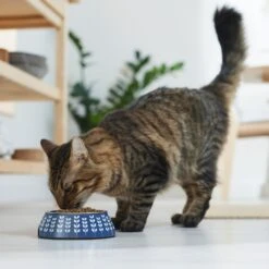 Frisco Leaf Design Stainless Steel Dog & Cat Bowl -Pet Supplies Discount Store 311980 PT3. AC SS1800 V1642542556