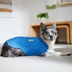 Frisco Chambray Pineapple Dog & Cat Shirt -Pet Supplies Discount Store 312192 PT8. AC SS1800 V1644526681