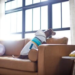 Frisco Striped Dog & Cat Hoodie -Pet Supplies Discount Store 312265 PT8. AC SS1800 V1644884817