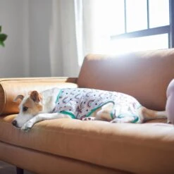 Frisco Rainbow Dog & Cat PJs -Pet Supplies Discount Store 312283 PT8. AC SS1800 V1644879887