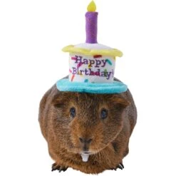 Frisco Happy Birthday Guinea Pig Hat