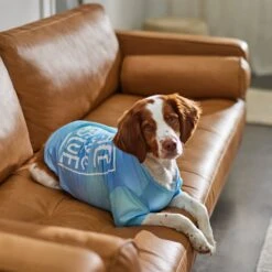 Frisco Peace Love Rescue Dog & Cat T-Shirt -Pet Supplies Discount Store 315068 PT8. AC SS1800 V1646351303