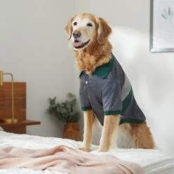 Frisco Green Striped Polo Dog & Cat Shirt -Pet Supplies Discount Store 315091 PT8. AC SS1800 V1646434389