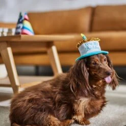 Frisco It's My Birthday Dog & Cat Hat 10 Frisco It's My Birthday Dog & Cat Hat -Pet Supplies Discount Store 315142 PT8. AC SS1800 V1646435635