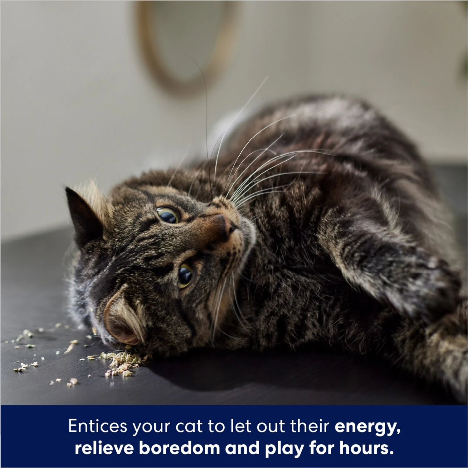 Frisco Natural Catnip 6 Frisco Natural Catnip - Image 4