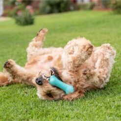 Frisco Fetch Squeaking Colorful Tennis Ball Dog Toy & Playology Scented Dual Layer Bone Dog Toy 17 Frisco Fetch Squeaking Colorful Tennis Ball Dog Toy & Playology Scented Dual Layer Bone Dog Toy -Pet Supplies Discount Store 319022 PT6. AC SS1800 V1630561003