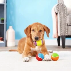 Frisco Fetch Squeaking Colorful Tennis Ball Dog Toy & Project Hive Pet Company Ball Dog Toy -Pet Supplies Discount Store 319024 PT3. AC SS1800 V1630550869