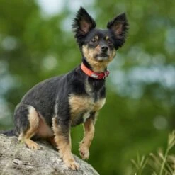 Frisco Outdoor Comfort Print Nylon Padded Dog Collar & Frisco Outdoor Ultra Reflective Rope Leash With Padded Handle -Pet Supplies Discount Store 319066 PT4. AC SS1800 V1631158882