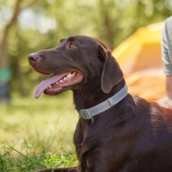 Frisco Outdoor Ultra Reflective Nylon Dog Collar & Frisco Outdoor Ultra Reflective Rope Leash With Padded Handle -Pet Supplies Discount Store 319102 PT4. AC SS1800 V1631157394