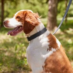 Frisco Outdoor Heathered Nylon Collar & Frisco Outdoor Heathered Nylon Leash 14 Frisco Outdoor Heathered Nylon Collar & Frisco Outdoor Heathered Nylon Leash -Pet Supplies Discount Store 319124 PT4. AC SS1800 V1631153486