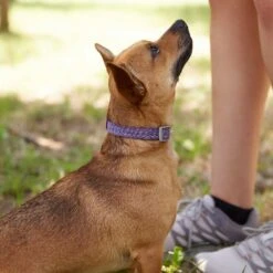 Frisco Outdoor Lightweight Ripstop Nylon Dog Harness & Frisco Outdoor Heathered Nylon Collar -Pet Supplies Discount Store 319194 PT8. AC SS1800 V1631147497