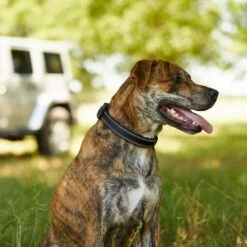 Frisco Outdoor Premium Ripstop Nylon Dog Harness With Pocket & Frisco Outdoor Nylon Reflective Comfort Padded Dog Collar 19 Frisco Outdoor Premium Ripstop Nylon Dog Harness With Pocket & Frisco Outdoor Nylon Reflective Comfort Padded Dog Collar -Pet Supplies Discount Store 319304 PT8. AC SS1800 V1631147478