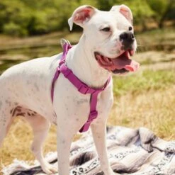 Frisco Outdoor Solid Textured Waterproof Stink Proof PVC Dog Harness & Frisco Outdoor Solid Textured Waterproof Stink Proof PVC Dog Leash -Pet Supplies Discount Store 319356 PT4. AC SS1800 V1631146580