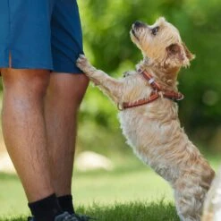 Frisco Outdoor Two Toned Waterproof Stink Proof PVC Dog Leash & Frisco Outdoor Two Tone Waterproof Stinkproof PVC Dog Harness 19 Frisco Outdoor Two Toned Waterproof Stink Proof PVC Dog Leash & Frisco Outdoor Two Tone Waterproof Stinkproof PVC Dog Harness -Pet Supplies Discount Store 319448 PT8. AC SS1800 V1631145975