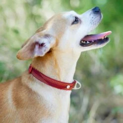 Frisco Outdoor Woven Jacquard Nylon Dog Collar & Frisco Outdoor Waterproof Stinkproof PVC Rope Leash 15 Frisco Outdoor Woven Jacquard Nylon Dog Collar & Frisco Outdoor Waterproof Stinkproof PVC Rope Leash -Pet Supplies Discount Store 319466 PT4. AC SS1800 V1631148691