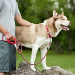 Frisco Outdoor Woven Jacquard Nylon Dog Collar & Frisco Outdoor Waterproof Stinkproof PVC Rope Leash 19 Frisco Outdoor Woven Jacquard Nylon Dog Collar & Frisco Outdoor Waterproof Stinkproof PVC Rope Leash -Pet Supplies Discount Store 319466 PT8. AC SS1800 V1631153796