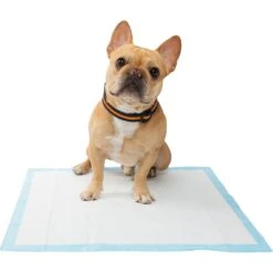 Frisco Training Pad Holder & Frisco Premium Dog Training & Potty Pads 19 Frisco Training Pad Holder & Frisco Premium Dog Training & Potty Pads -Pet Supplies Discount Store 319526 PT8. AC SS1800 V1630628180