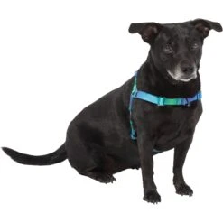 Frisco Green Ombre Style Dog Harness 9 Frisco Green Ombre Style Dog Harness -Pet Supplies Discount Store 324531 PT2. AC SS1800 V1642519055