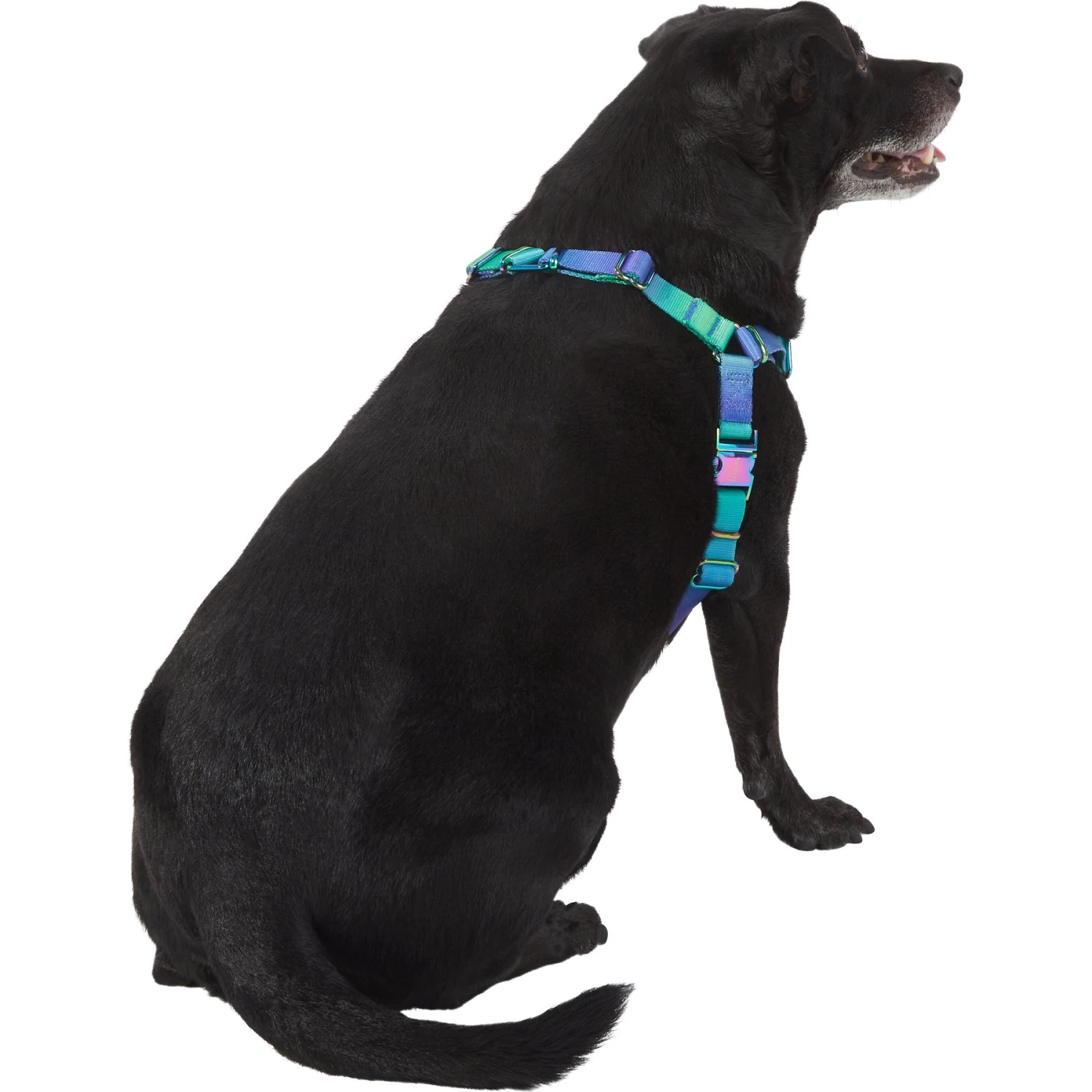 Frisco Green Ombre Style Dog Harness 6 Frisco Green Ombre Style Dog Harness - Image 4
