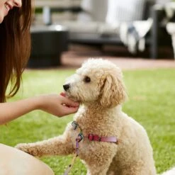 Frisco Pink Ombre Style Dog Harness 11 Frisco Pink Ombre Style Dog Harness -Pet Supplies Discount Store 324537 PT4. AC SS1800 V1642518514