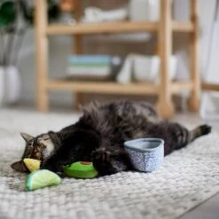Frisco Guacamole Bowl Cat Toy With Catnip, Medium, 4 Count 9 Frisco Guacamole Bowl Cat Toy With Catnip, Medium, 4 Count -Pet Supplies Discount Store 327059 PT3. AC SS1800 V1645205519