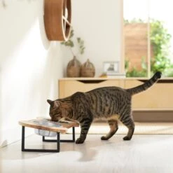 Frisco Premium Wood Elevated Bone Shape Stainless Steel Double Diner Dog & Cat Bowl, 3 Cup -Pet Supplies Discount Store 331497 PT3. AC SS1800 V1657656892