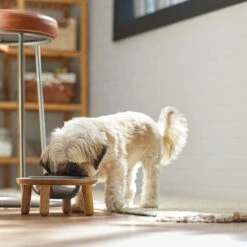 Frisco Premium Round Shape Elevated Single Dog & Cat Bowl 10 Frisco Premium Round Shape Elevated Single Dog & Cat Bowl -Pet Supplies Discount Store 331502 PT2. AC SS1800 V1657656893