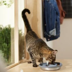 Frisco Silicone Stainless Paw Steel Slow Feeder Dog & Cat Bowl -Pet Supplies Discount Store 331528 PT3. AC SS1800 V1657656874