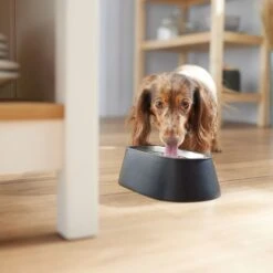 Frisco Long Eared Breed Stainless Steel Dog Bowl, Black, 2 Cup -Pet Supplies Discount Store 331530 PT2. AC SS1800 V1657656874