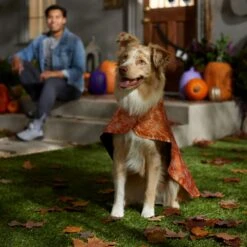 Frisco Spider Webbed Dog & Cat Costume Cape -Pet Supplies Discount Store 334972 PT6. AC SS1800 V1657729812