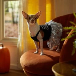 Frisco Silver Metallic Skull Dog & Cat Dress -Pet Supplies Discount Store 335154 PT7. AC SS1800 V1657663214