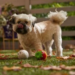 Frisco Halloween Chocolate Covered Strawberries Latex Squeaky Dog Toy -Pet Supplies Discount Store 344043 PT3. AC SS1800 V1657657031