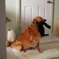 Frisco Halloween Crow Plush Squeaky Dog Toy -Pet Supplies Discount Store 344156 PT3. AC SS1800 V1657657048