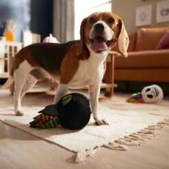 Frisco Halloween Succulents Plush Squeaky Dog Toy -Pet Supplies Discount Store 344164 PT3. AC SS1800 V1657657049