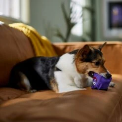 Frisco Halloween Vampire Latex Squeaky Dog Toy 8 Frisco Halloween Vampire Latex Squeaky Dog Toy -Pet Supplies Discount Store 344166 PT3. AC SS1800 V1657657049