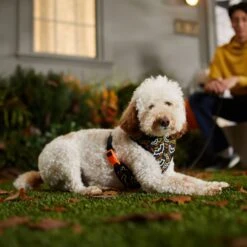 Frisco Halloween Over-The-Head Reflective Bat Wing Vest Harness -Pet Supplies Discount Store 347515 PT7. AC SS1800 V1657657091