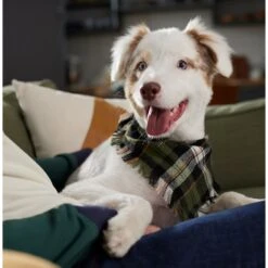 Frisco Plaid Fringe Dog & Cat Bandana 16 Frisco Plaid Fringe Dog & Cat Bandana -Pet Supplies Discount Store 353769 PT6. AC SS1800 V1660749811