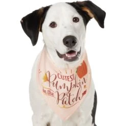 Frisco Cutest Pumpkin In The Patch Dog & Cat Bandana 12 Frisco Cutest Pumpkin In The Patch Dog & Cat Bandana -Pet Supplies Discount Store 353777 PT2. AC SS1800 V1659010334
