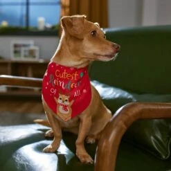 Frisco Cutest Reindeer Of All Dog & Cat Bandana 16 Frisco Cutest Reindeer Of All Dog & Cat Bandana -Pet Supplies Discount Store 357931 PT6. AC SS1800 V1661798487