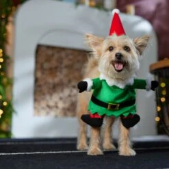 Frisco Front Walking Elf Dog & Cat Costume -Pet Supplies Discount Store 357956 PT7. AC SS1800 V1661799329