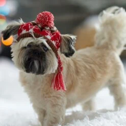 Frisco Reindeer Fair Isle Dog & Cat Pom Hat -Pet Supplies Discount Store 358309 PT4. AC SS1800 V1661797821