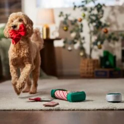 Frisco Holiday Gift Wrapping Set Plush Squeaky Dog Toy 9 Frisco Holiday Gift Wrapping Set Plush Squeaky Dog Toy -Pet Supplies Discount Store 360968 PT3. AC SS1800 V1661874420