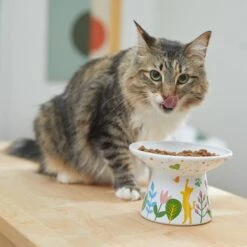 Frisco Cat Face Floral Wide Shape Elevated Non-Skid Ceramic Cat Bowl -Pet Supplies Discount Store 363377 PT3. AC SS1800 V1657657267