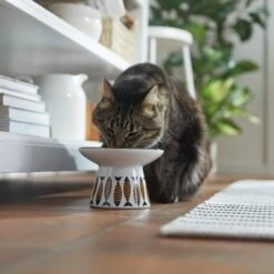 Frisco Cat Face Wide Shape Elevated Non-Skid Ceramic Cat Bowl -Pet Supplies Discount Store 363381 PT3. AC SS1800 V1657657267