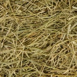Frisco Small Pet Timothy Hay 10 Frisco Small Pet Timothy Hay -Pet Supplies Discount Store 373037 PT3. AC SS1800 V1653577306